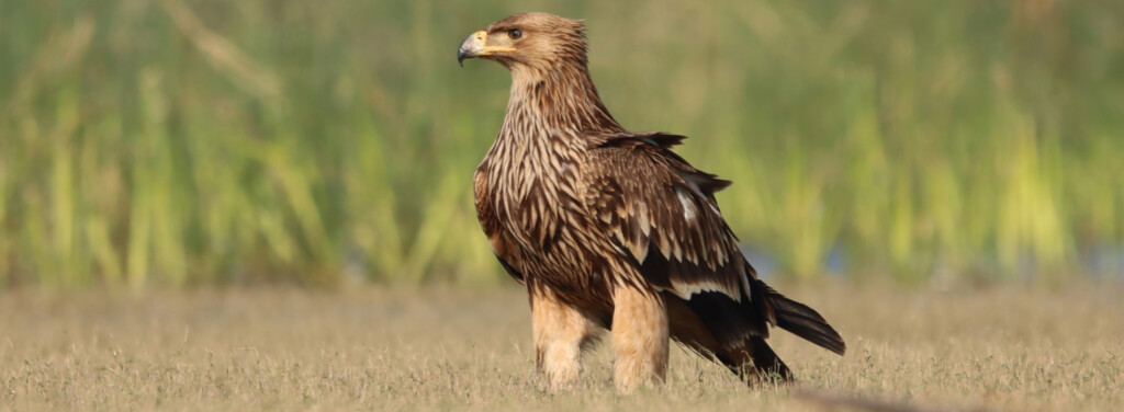 EASTERN IMPERIAL EAGLE