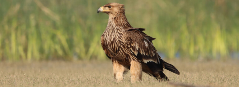 EASTERN IMPERIAL EAGLE