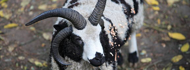 DOMESTIC SHEEP (FOUR-HORNED), JACOB BREED