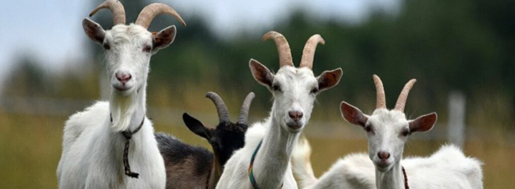 DOMESTIC GOAT