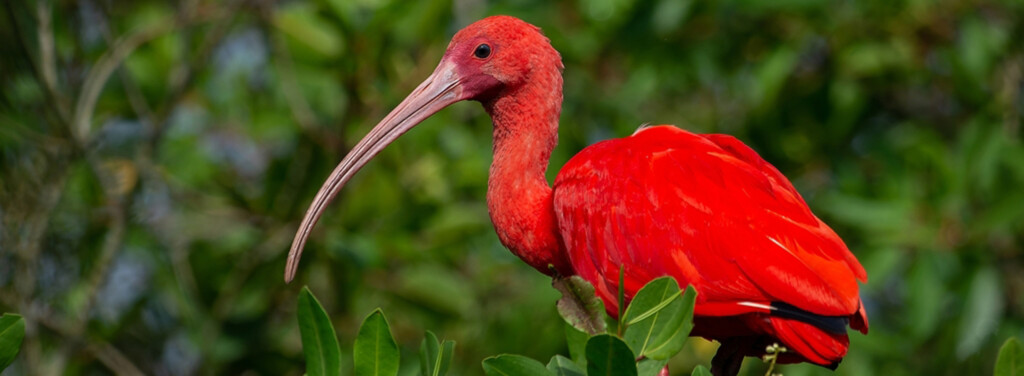 SCARLET IBIS
