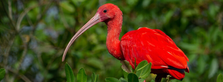SCARLET IBIS