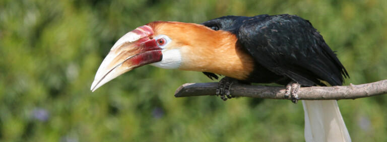 BLYTH’S HORNBILL
