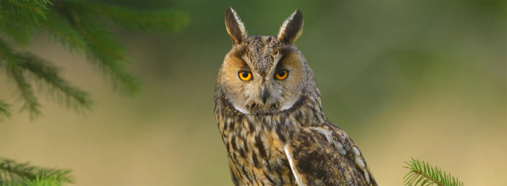 LONG-EARED OWL