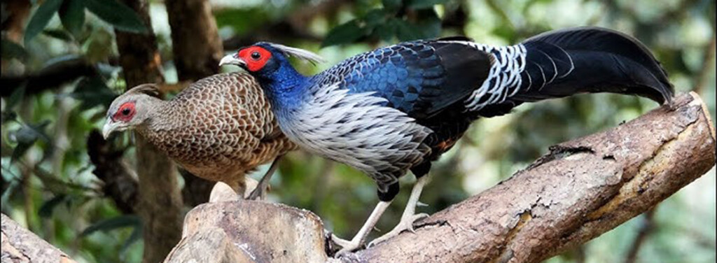 NEPALESE KALIJ PHEASANT