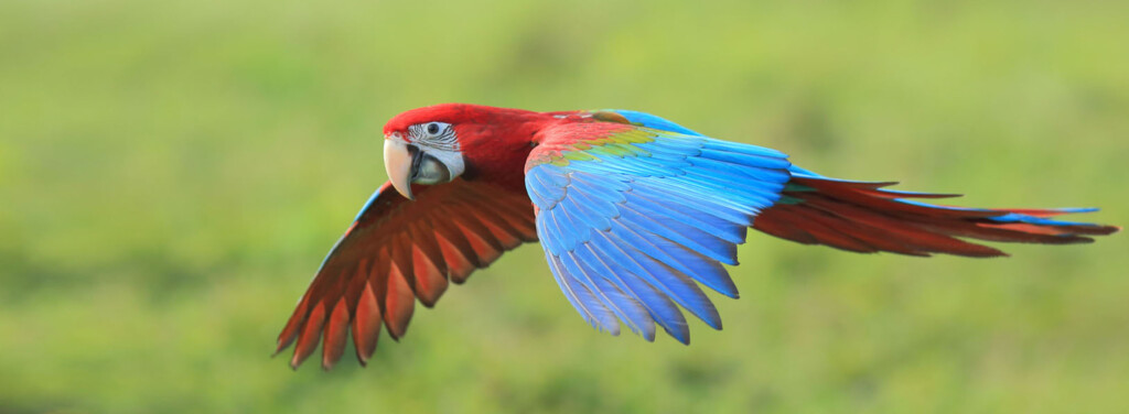 GREEN-WINGED MACAW