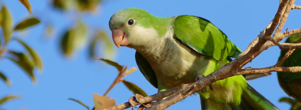 MONK PARAKEET