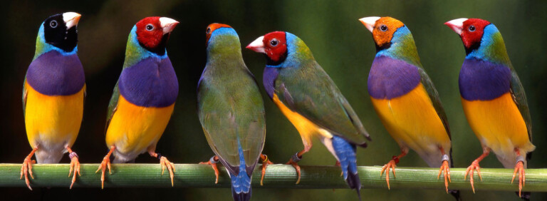 GOULDIAN FINCH