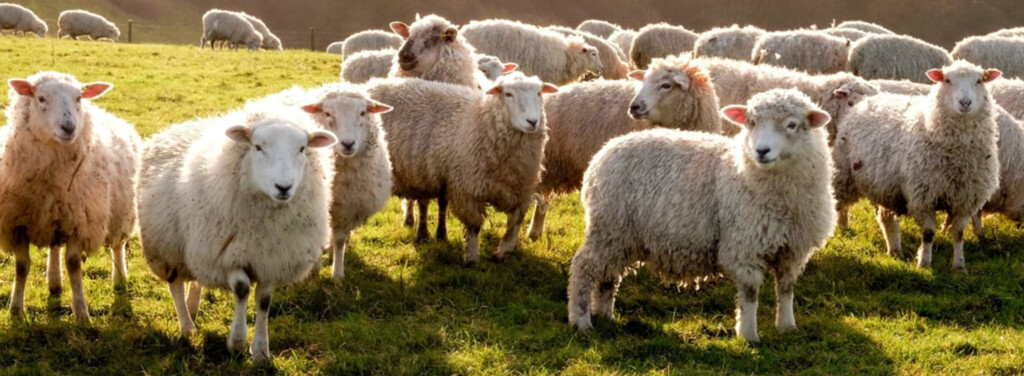DOMESTIC SHEEP