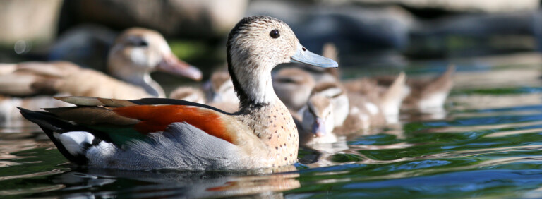 RINGED TEAL