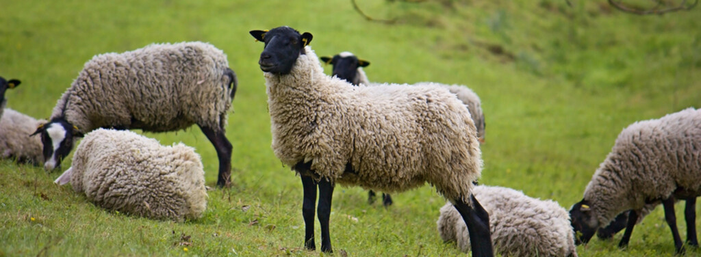 ROMANOV SHEEP 