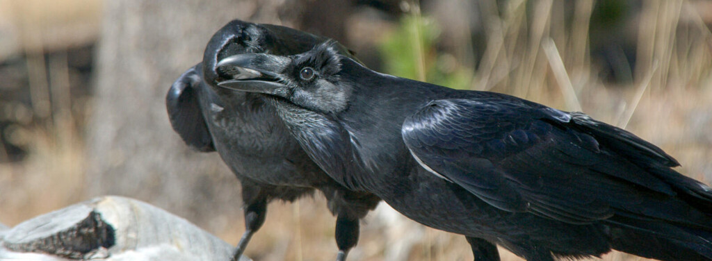 COMMON RAVEN
