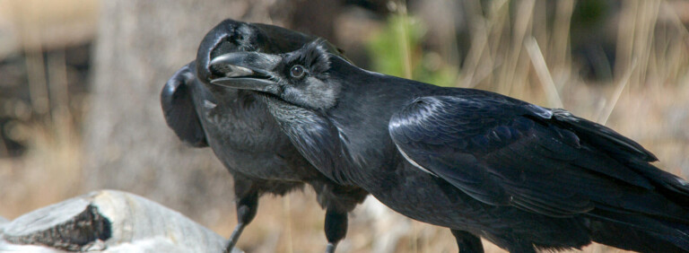 COMMON RAVEN