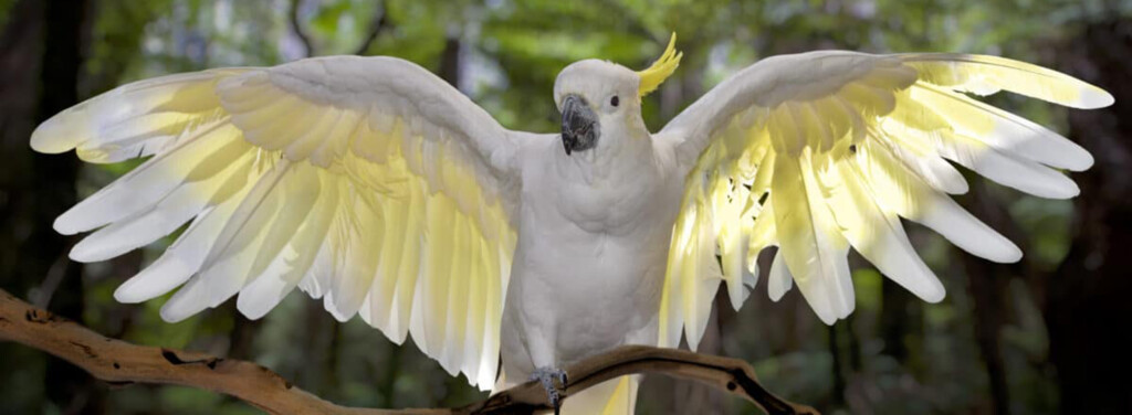 SULPHUR-CRESTED COCKATOO