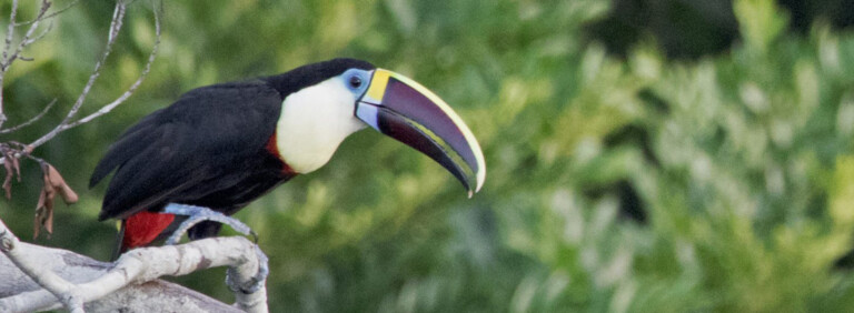 WHITE-THROATED TOUCAN