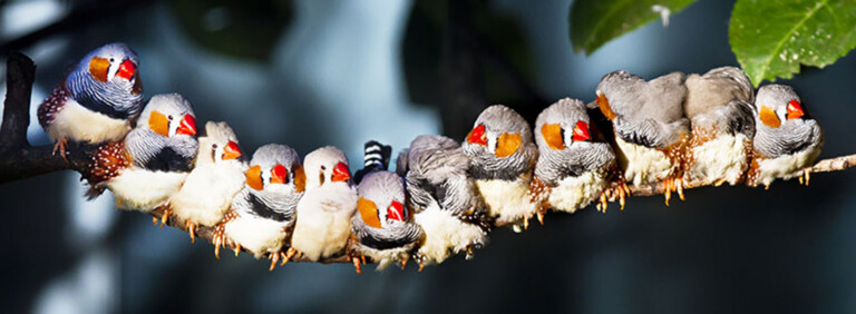 ZEBRA FINCH